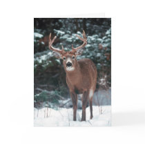 Deer Christmas Card