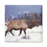 Deer Country