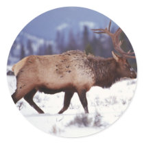 Deer Country