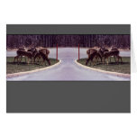 Deer crossing - Card