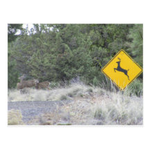 Deer Crossing Post Card