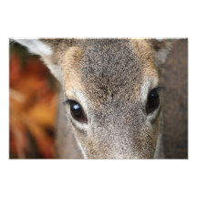Deer Fawn Closeup Portrait Photo