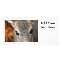 Deer Fawn Closeup Portrait Photo Card Template