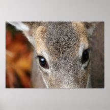 Deer Fawn Closeup Portrait Poster