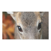 Deer Fawn Closeup Portrait