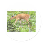 Deer Fawn Flowers Mt Rainier National Park Photo Round Sticker
