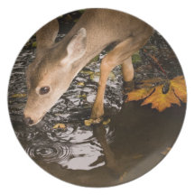 Deer Fawn in a Creek Dinner Plate