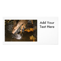 Deer Fawn in a Creek Photo Greeting Card