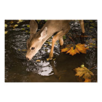 Deer Fawn in a Creek