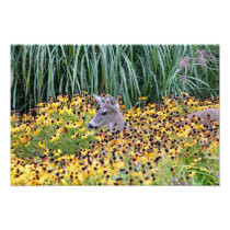 Deer Fawn in Flower Garden Photographic Print