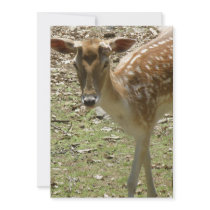 Deer Fawn Invitation