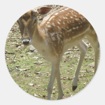 Deer Fawn Sticker