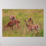 Deer Fawn Triplets Feeding Print