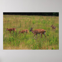 Deer Fawns Mother and Triplets Poster