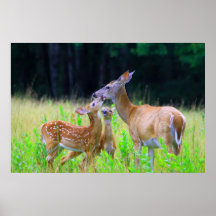 Deer Fawns Nursing Print