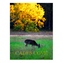 Deer feeding in Cades Cove Post Card