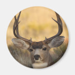 deer fridge magnets