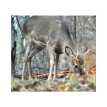 Deer Grazing Gallery Wrap Canvas