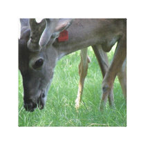 Deer Grazing Canvas Print