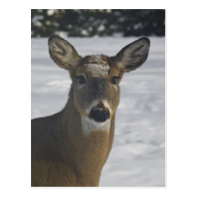Deer Head Postcards
