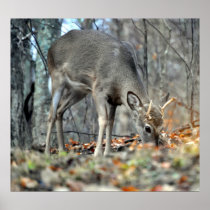 Deer Hunter Poster