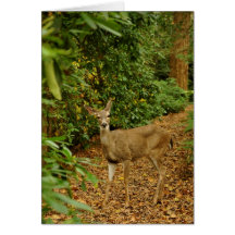 deer in hendricks park card