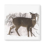 Deer in Snow Magnets