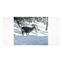 deer in snow photo card