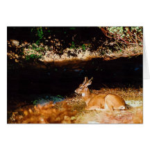 Deer in sunlight, Yosemite National Park Card