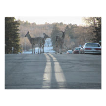 Deer in the City - Photo Print