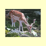 Deer in the Forest canvas prints