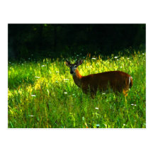 Deer in the morning light postcard