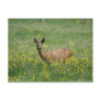 Deer in The New Forest Post Card