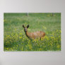 Deer in The New Forest Posters
