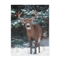 Deer in the Snow Postcard