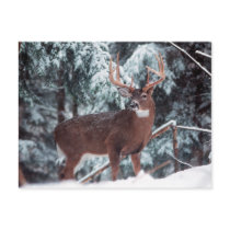 Deer in the Snow Postcard
