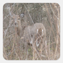 Deer in the Woods Square Stickers