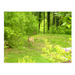 Deer in the yard Meredith, New Hampshire Post Card