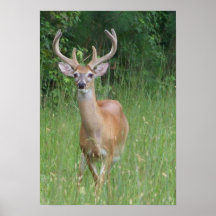 Deer in Velvet Posters