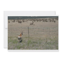 deer in wild invitation