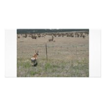 deer in wild photocard photo cards