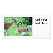 Deer Kissing Fawn Photo Greeting Card