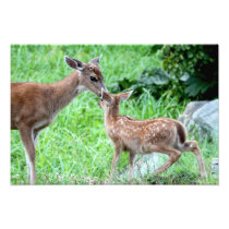 Deer Kissing Fawn Photograph