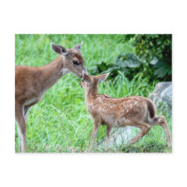 Deer Kissing Fawn Post Cards