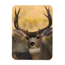 deer magnet
