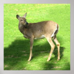 Deer on grass poster