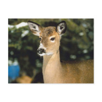 Deer