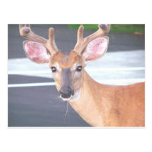 Deer Postcard