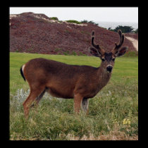Deer Poster posters