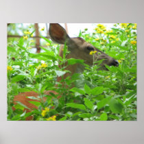 Deer Poster